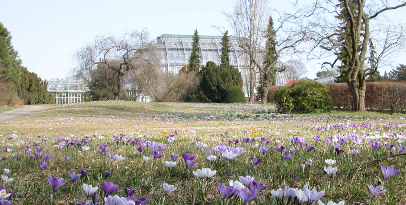 Der Botanische Garten Berlin im Frühling. Die Krokusse sprießen aus der Erde. Im Hintergrund sieht man kahle Bäume und Glaskuppeln.