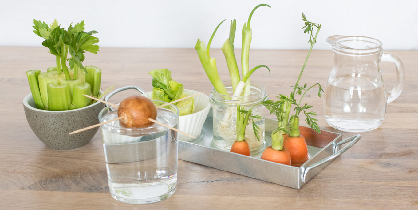 Verschiedene Reste von Gemüse stehen in Wasserbehälter.