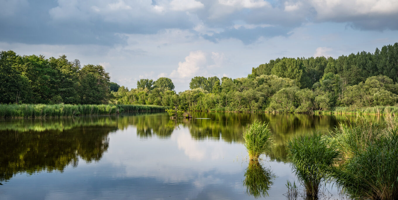 Im Vordergrund sieht man einen See, in dem sich Bäume und Sträucher spiegeln. Im Hintergrund umrahmen Bäume und Sträucher den See, der Himmel ist blau mit weißen Kumuluswolken durchzogen.
