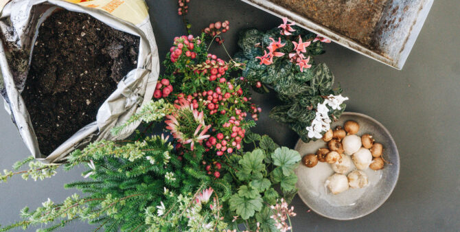Clevere Balkonpflanzen-Tipps für die kalte Jahreszeit
