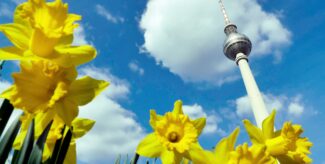 Berliner Fernsehturm. im Vordergrund gelbe Osterglocken.