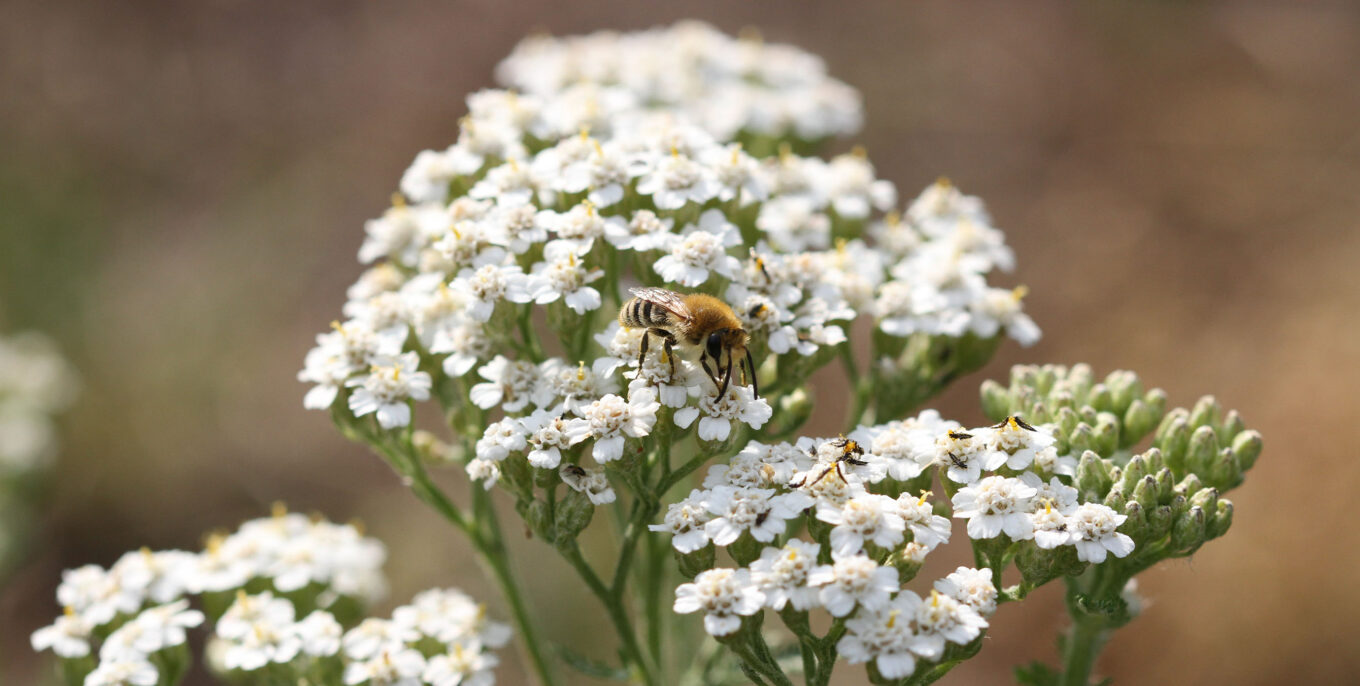 Langer Tag der Stadtnatur: Nahaufnahme einer Biene, die auf einer Blume sitzt.