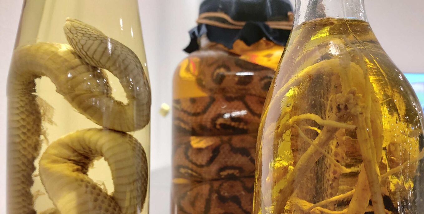Außergewöhnliche Museen: Schlangenschnaps im Disgusting Food Museum