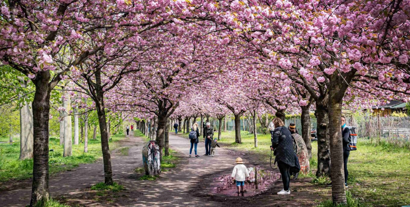 Ausflüge in Berlin: Eine Allee mit Kirschblütenbäumen, ein Kind spielt in einer Pfütze.