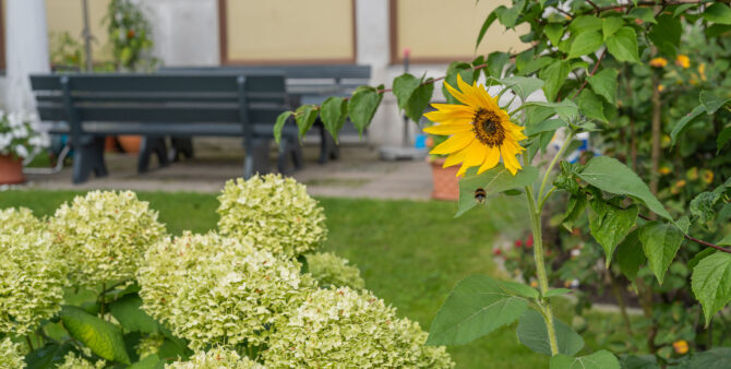 Nahaufnahme von einer Sonnenblume und Hortensien in einem Garten mit einem grauen Tisch und Stühlen im Hintergrund. Foto: Felix Seyert