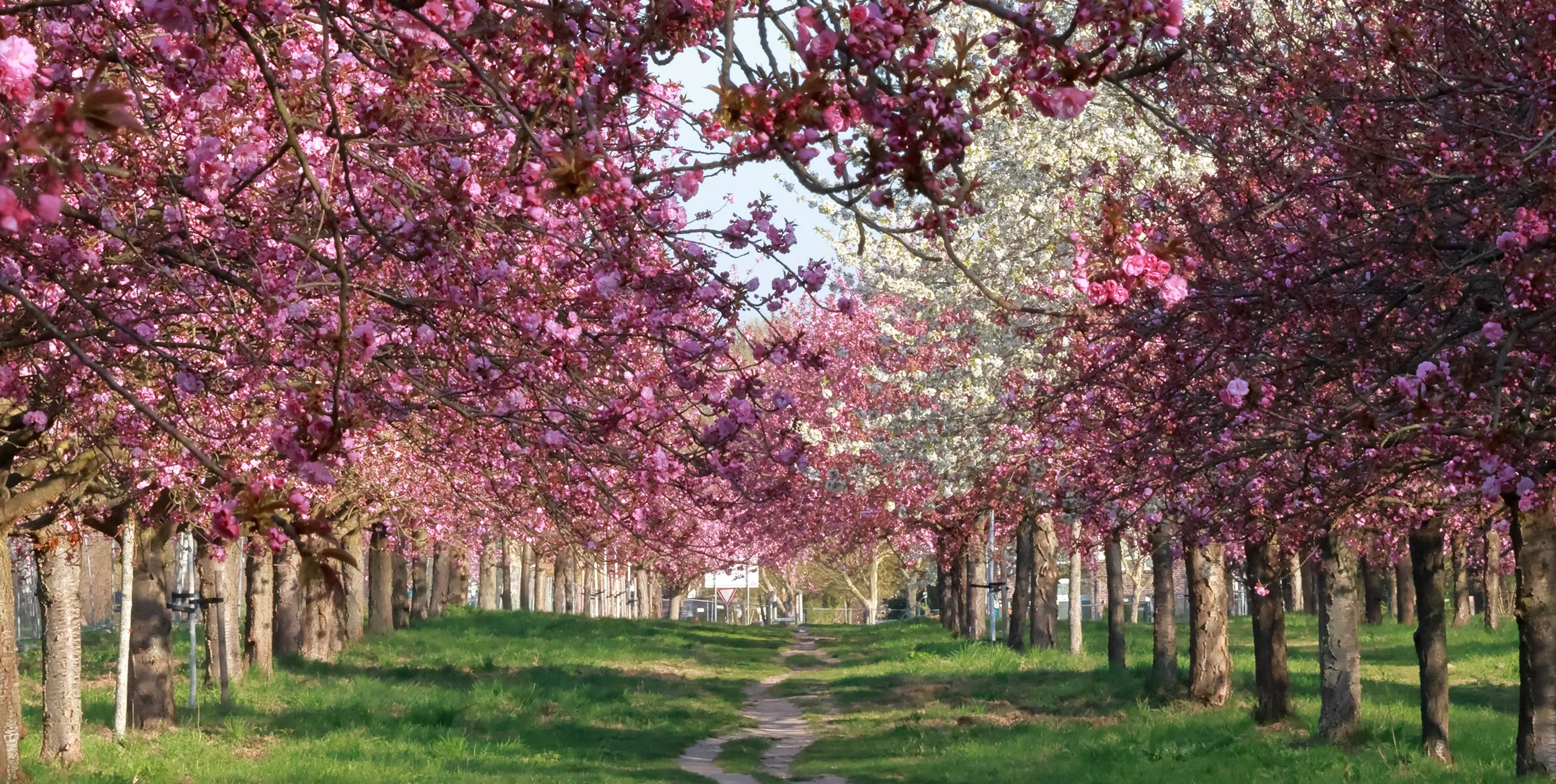 Kirschbaumallee in Berlin Lankwitz, Berlin im Frühling, Kirschblüten