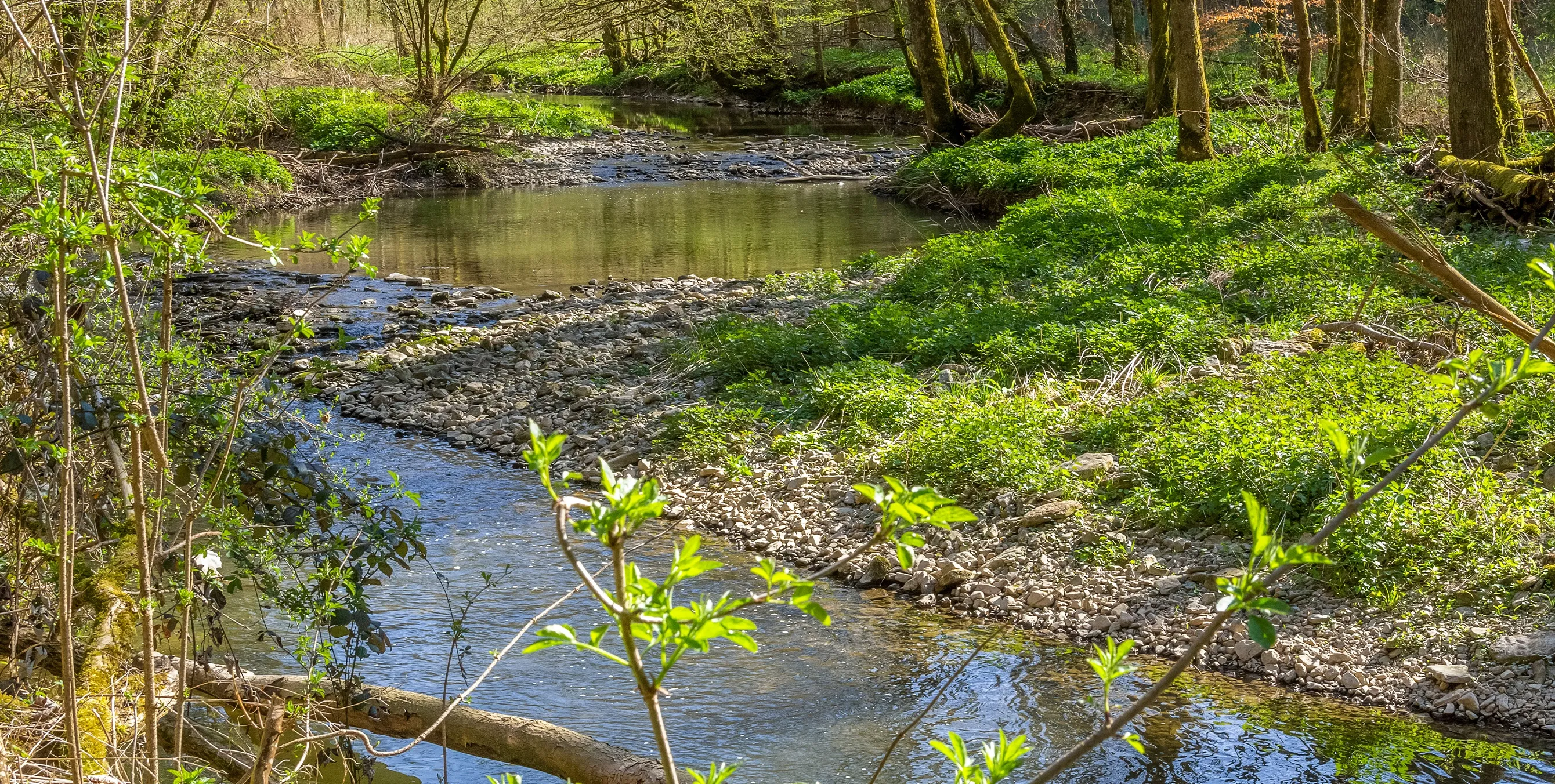 Fließ in einem Mischwald in Berlin