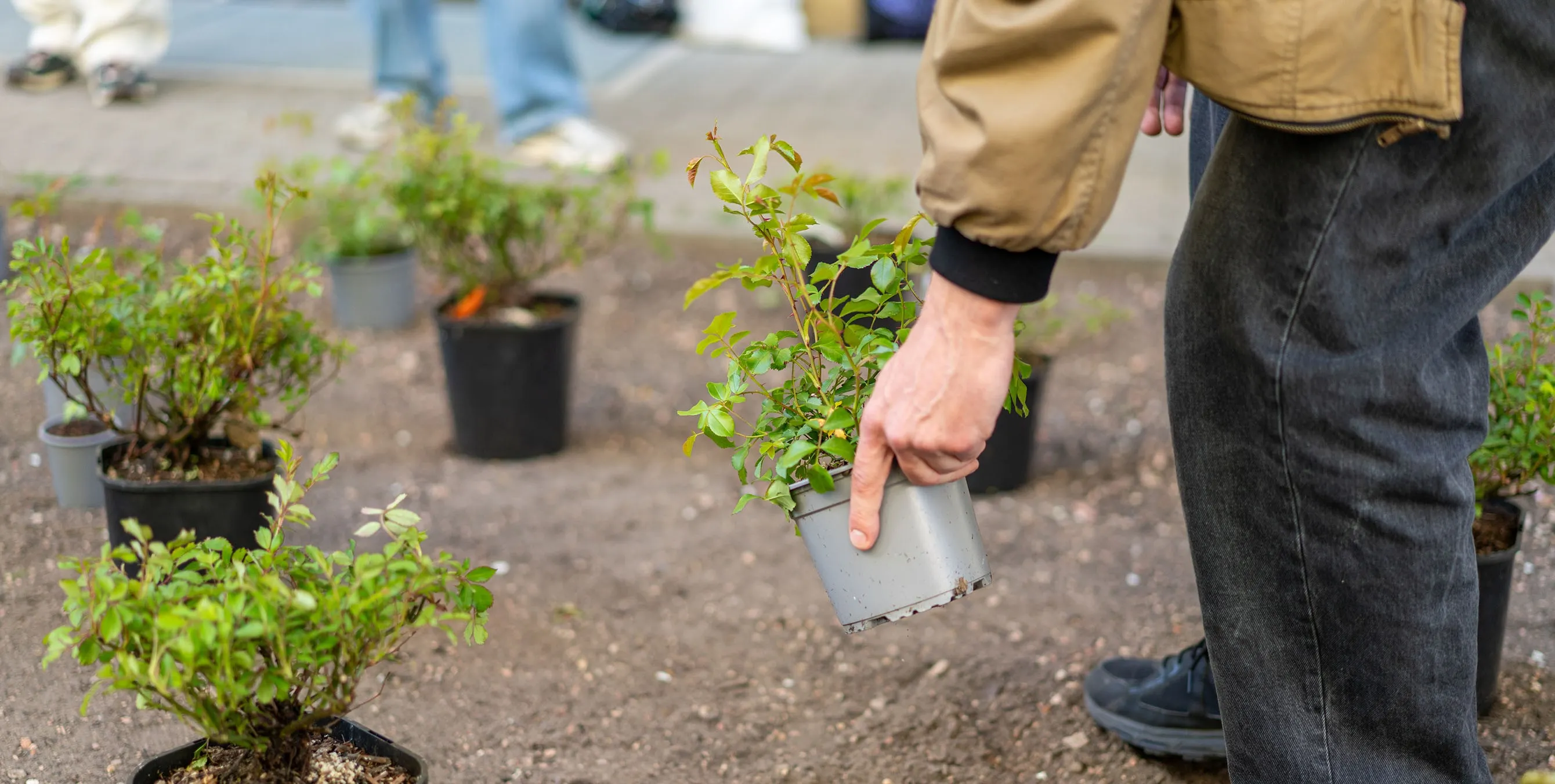 Großaufnahme: Eine sich bückende Person hält eine Pflanze in der Hand und ist dabei, sie in einem Beet abzustellen. Foto: Ralph Maak