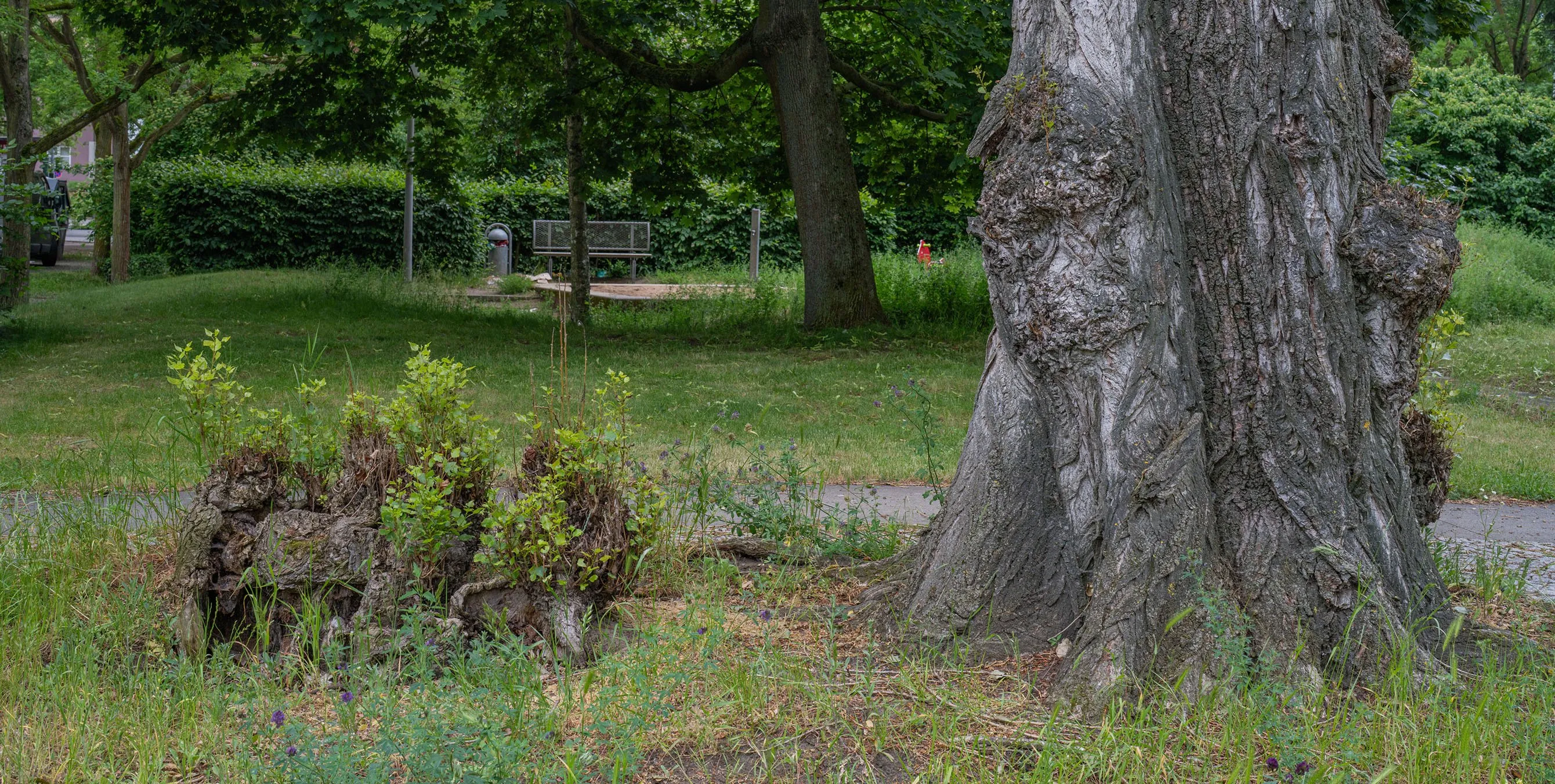 Bild aus der Grünanlage eines Wohnquartiers: ein bewachsener Baumstumpf. Foto: Felix Seyfert