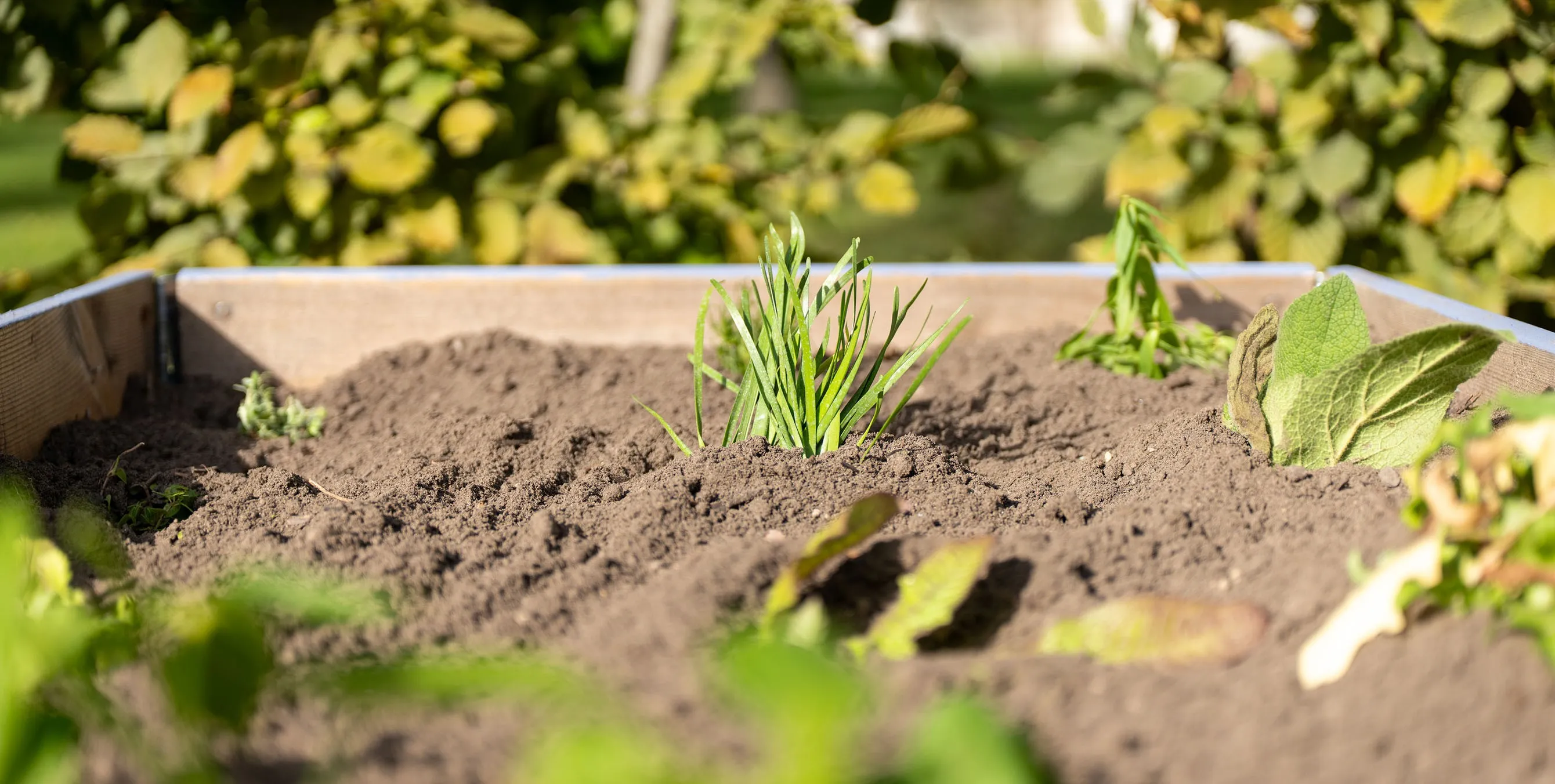 Junges Grün im Hochbeet vor sommerlichem Gartenhintergrund. Foto: Ralph Maak