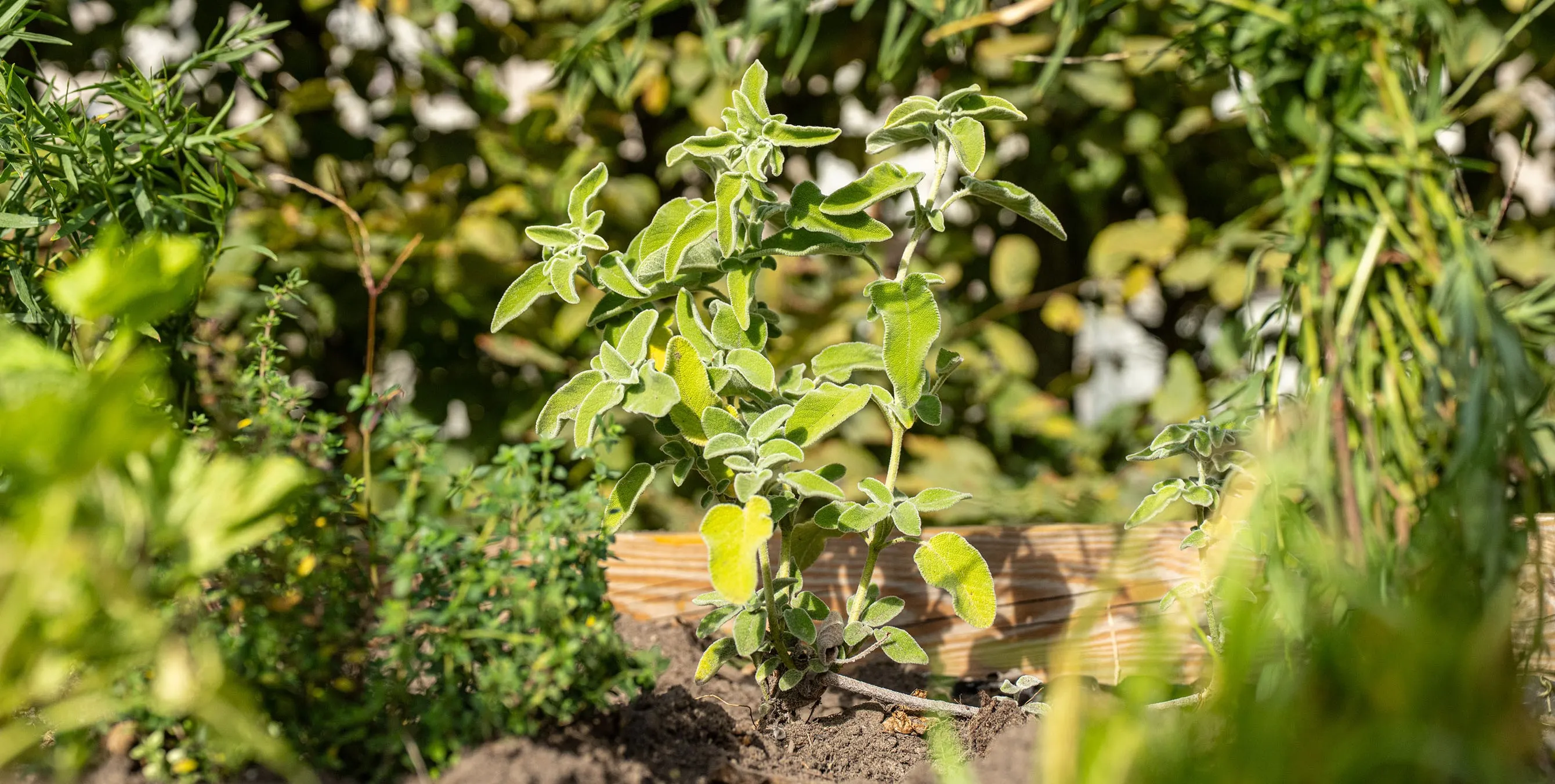 Kräuterpflanze wächst im Hochbeet zwischen dichtem Grün. Foto: Ralph Maak